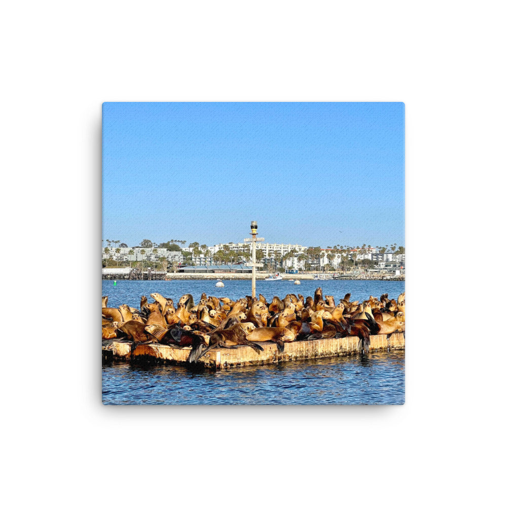 Sea Lion Lounge - Canvas print