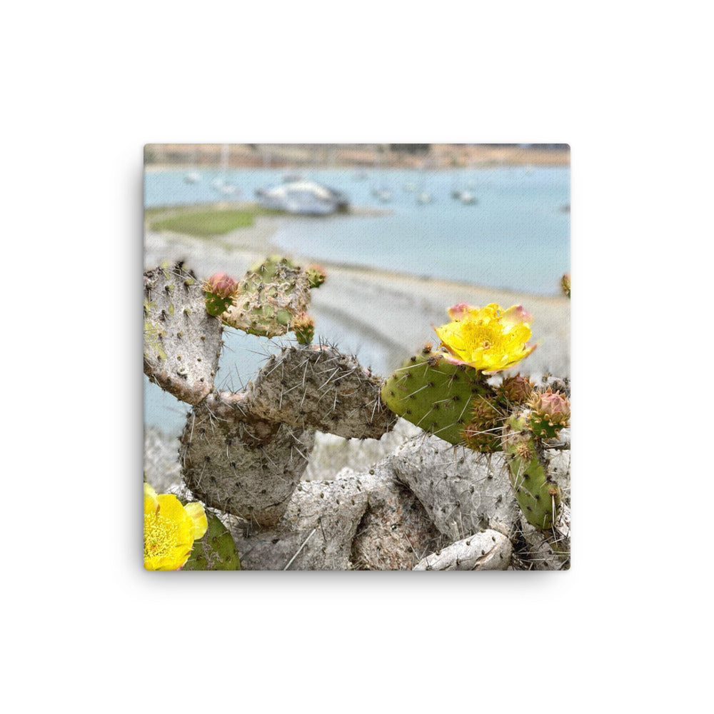 Cactus Bloom - Canvas print