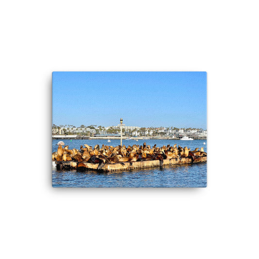 Sea Lion Lounge - Canvas print