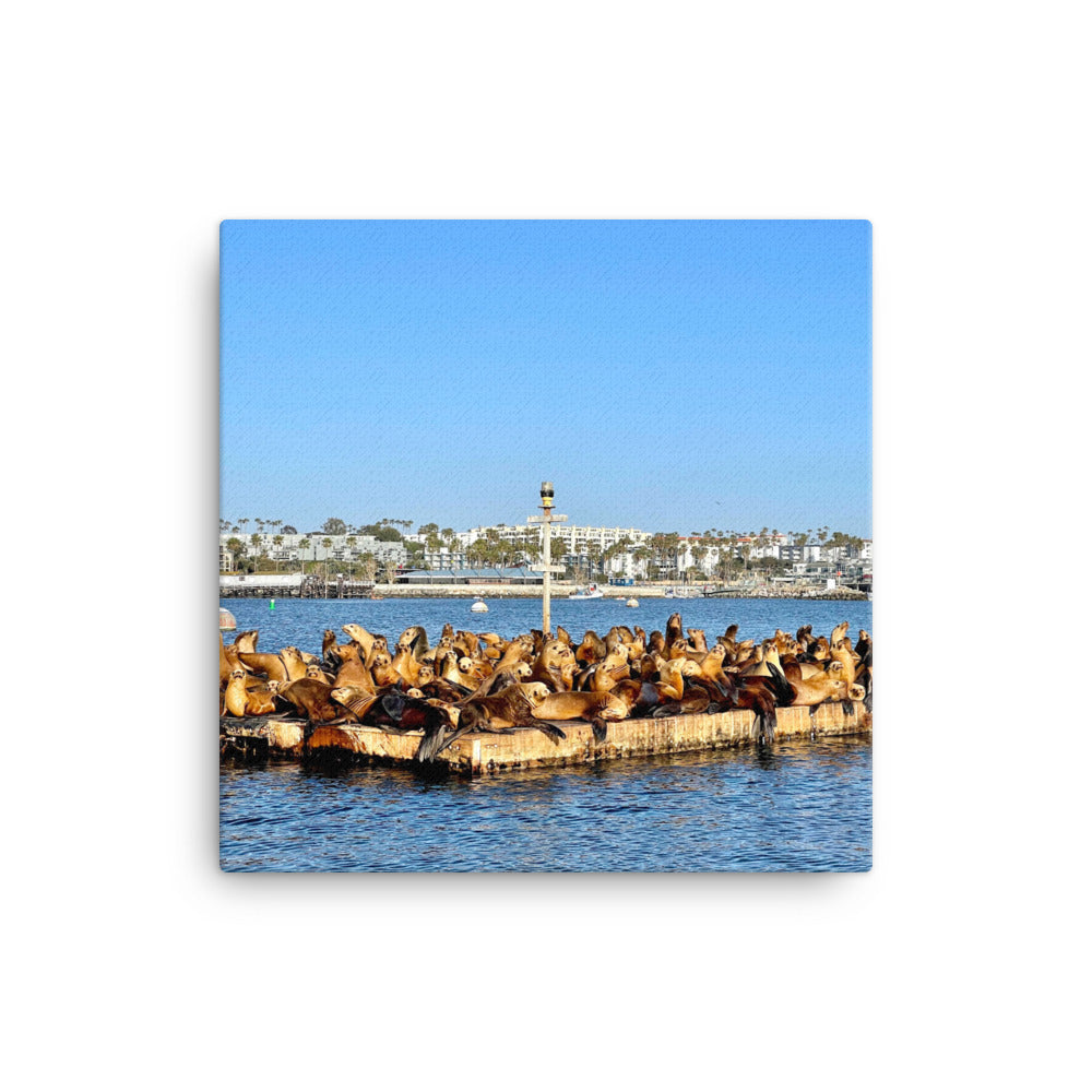 Sea Lion Lounge - Canvas print