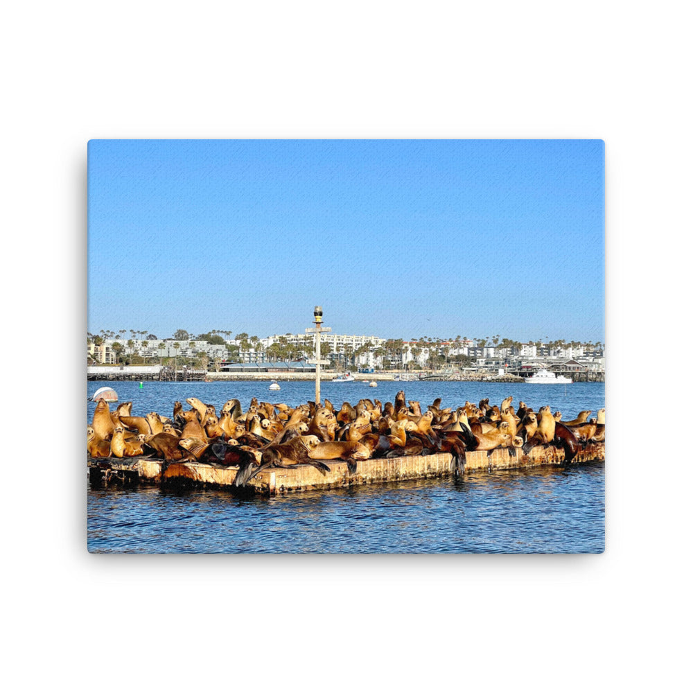 Sea Lion Lounge - Canvas print