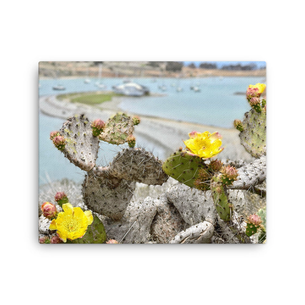 Cactus Bloom - Canvas print