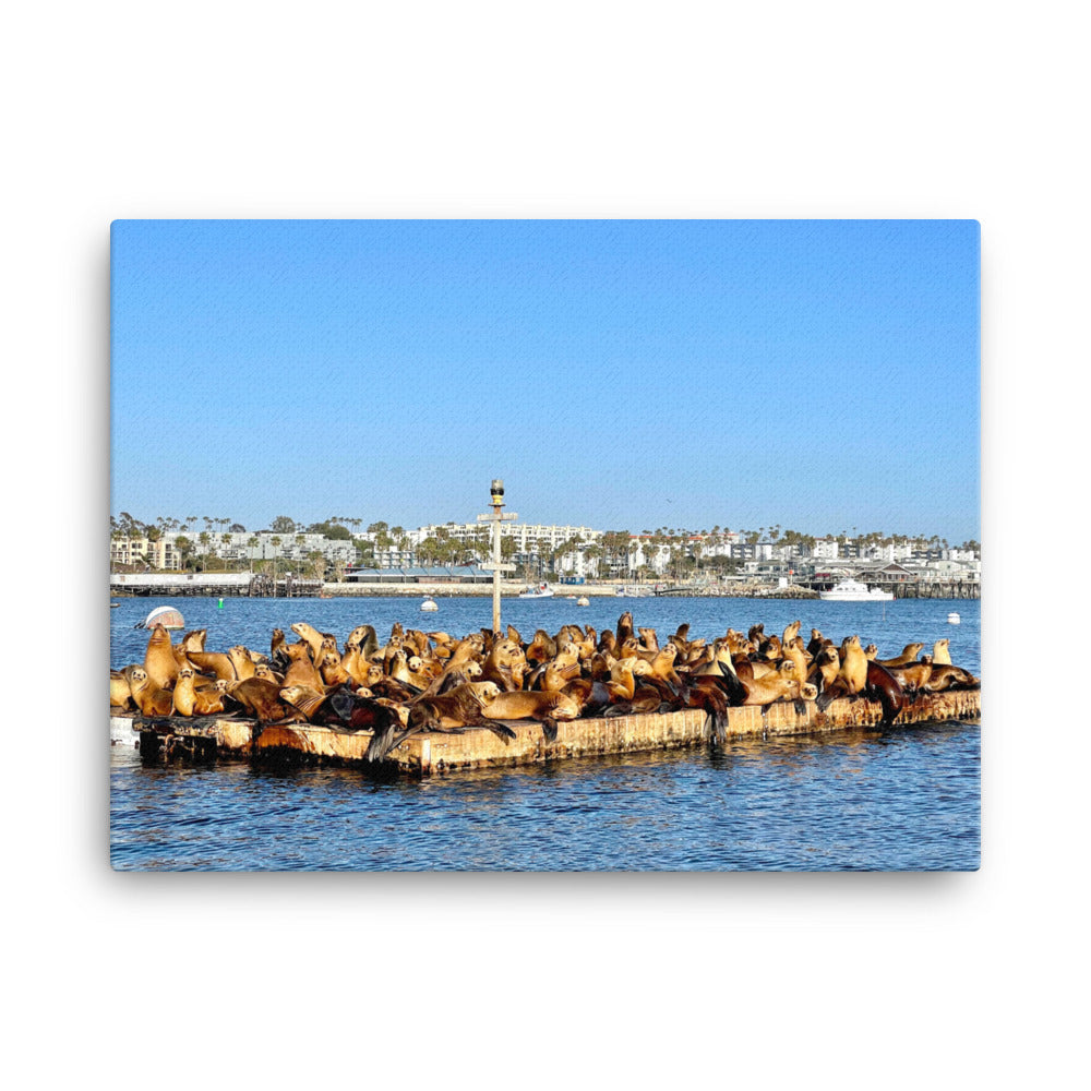 Sea Lion Lounge - Canvas print