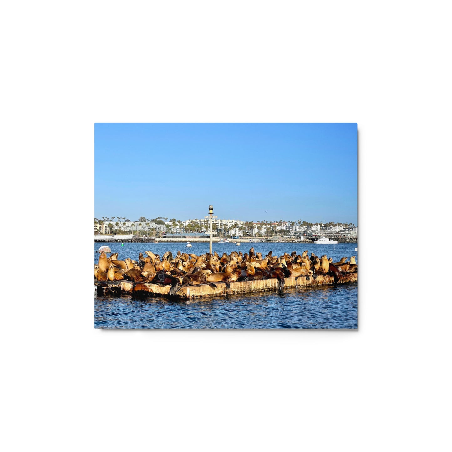 Sea Lion Lounge - Metal print