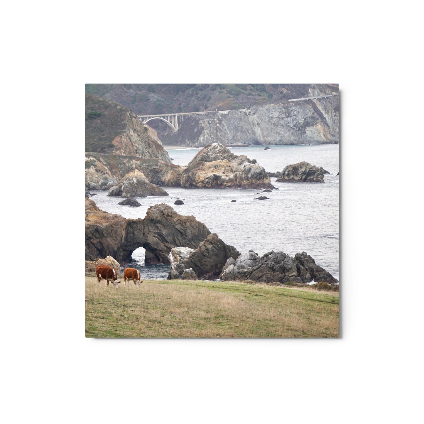 Grazing, Big Sur, CA - Metal print