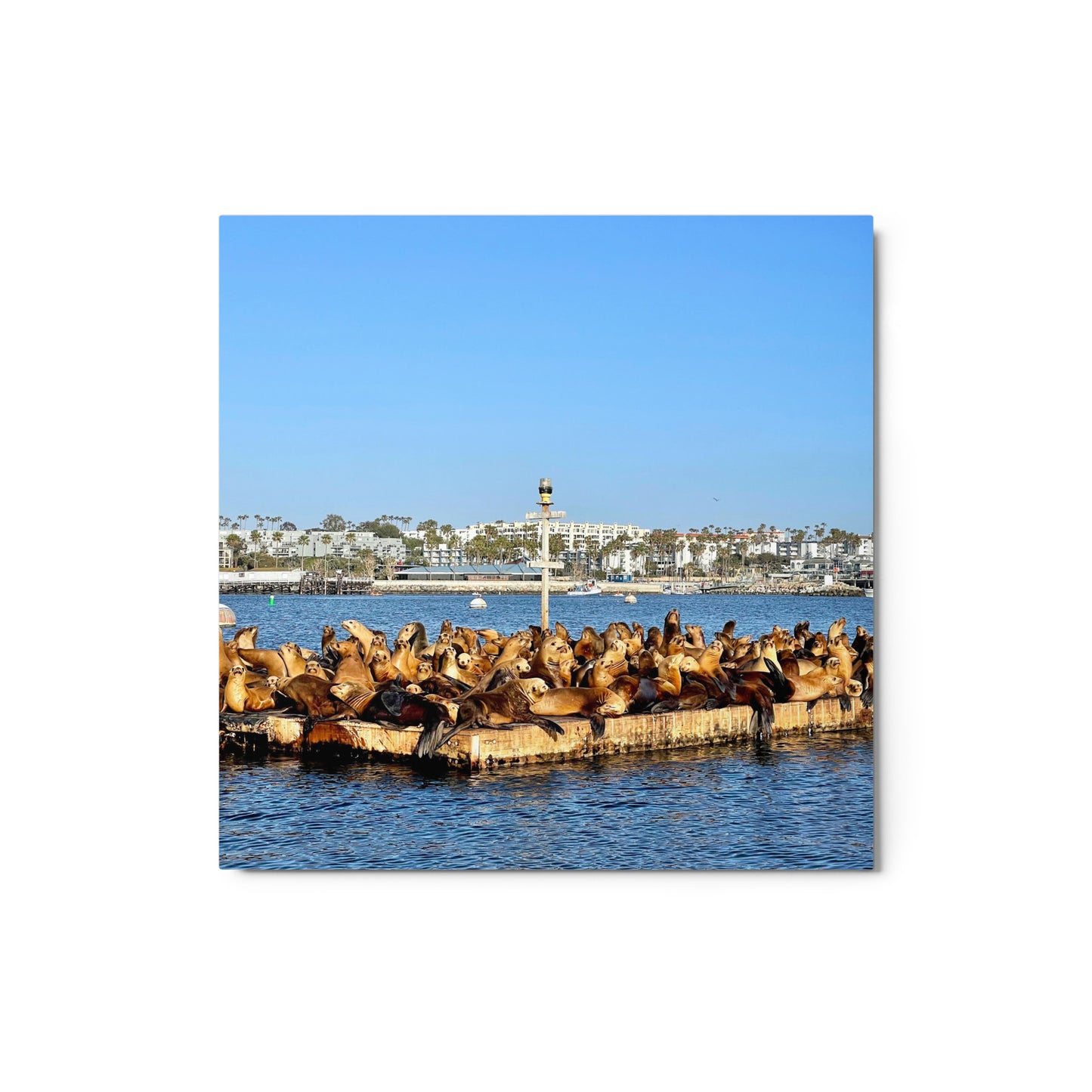 Sea Lion Lounge - Metal print