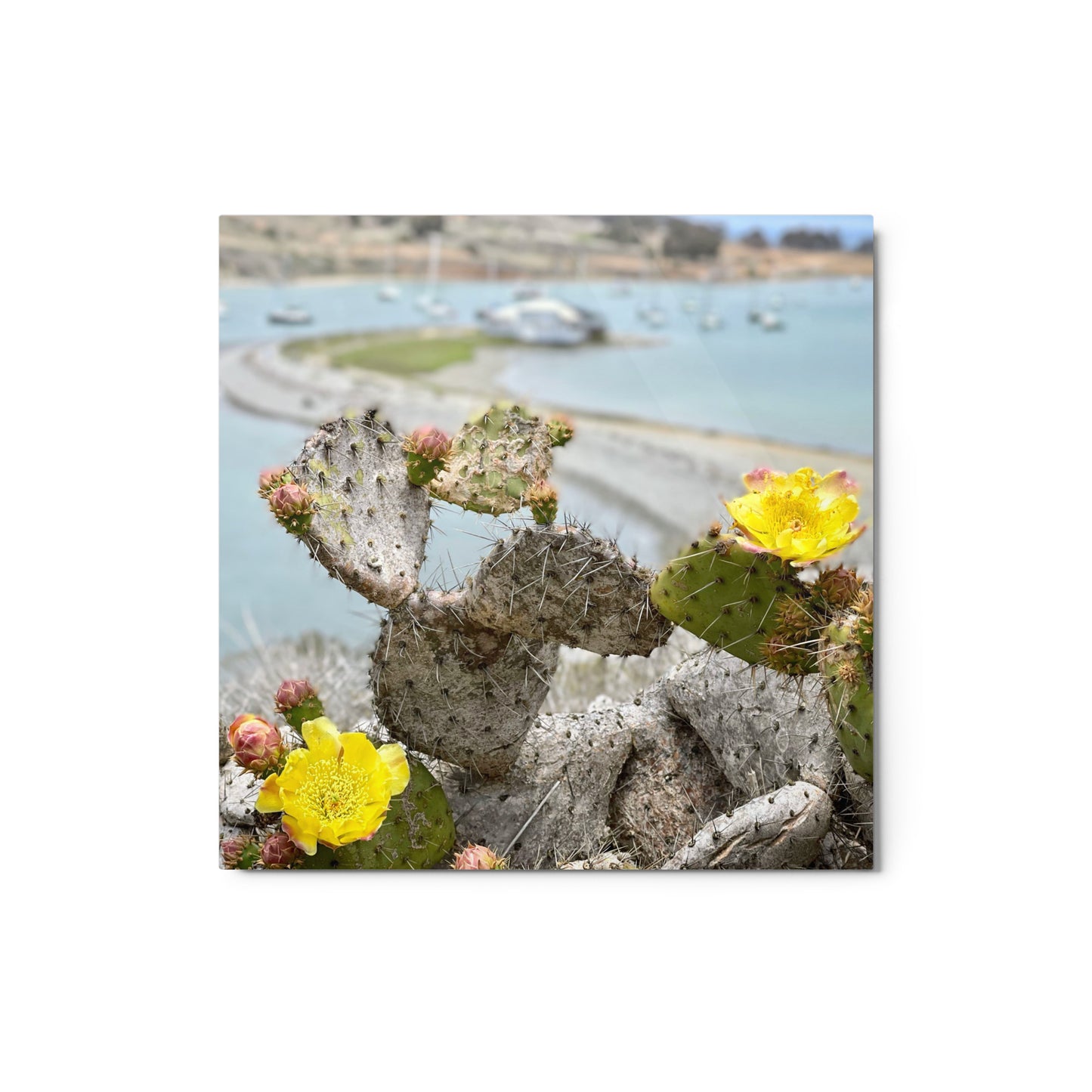 Cactus Bloom - Metal print