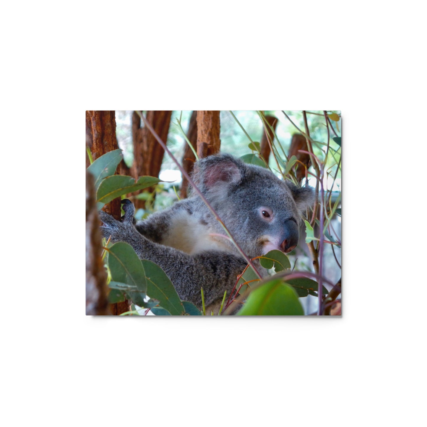 Koala - Metal print