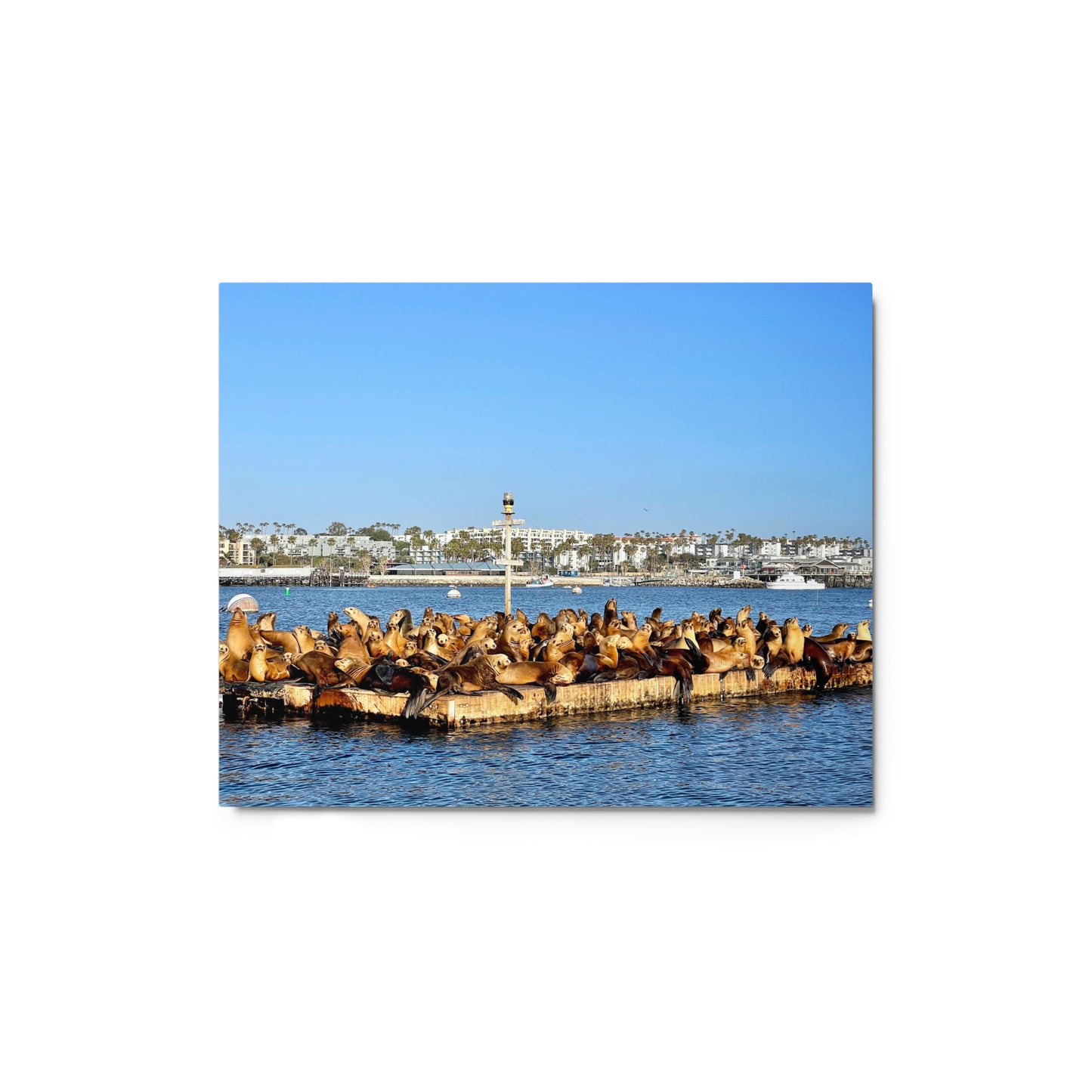 Sea Lion Lounge - Metal print