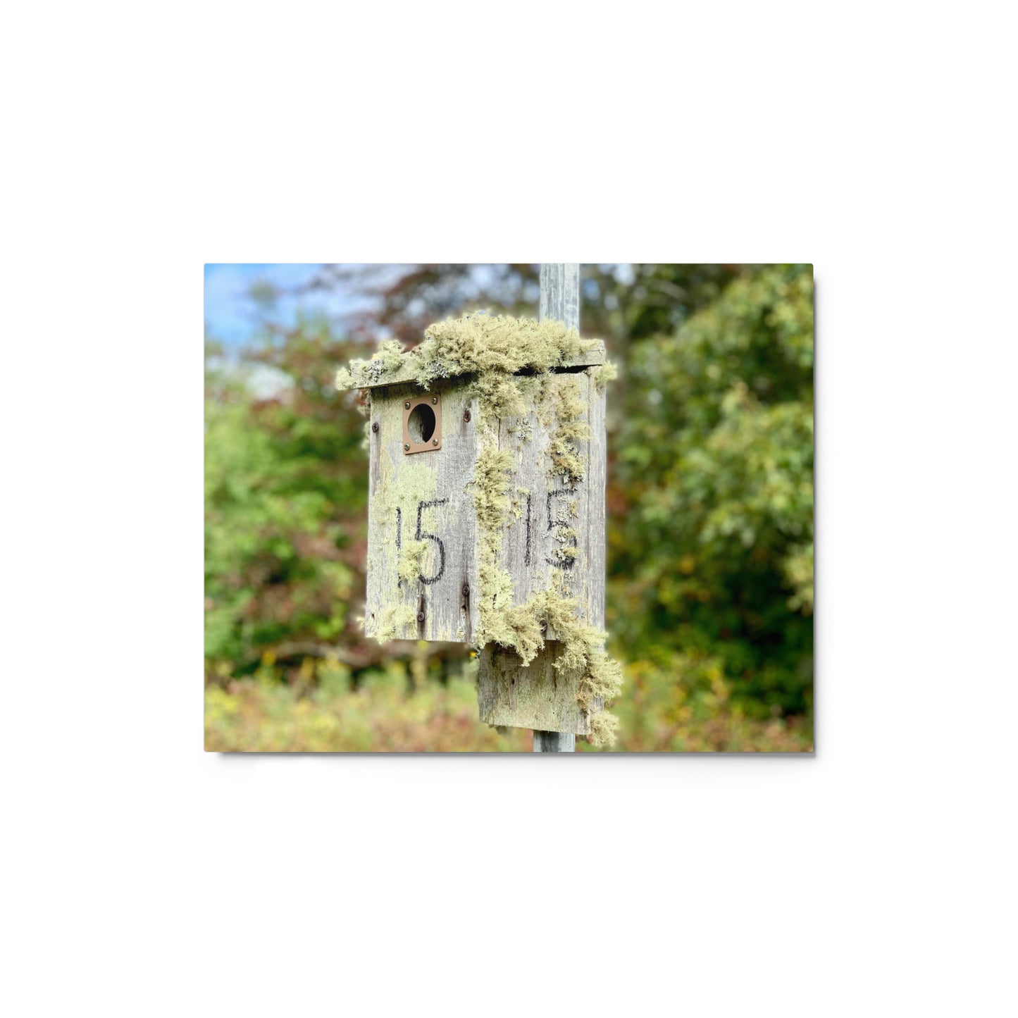 Bird House, Cape Cod - Metal print